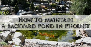 how-to-maintain-a-backyard-pond-in-phoenix