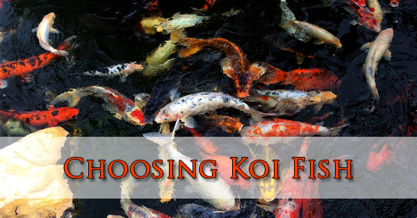 Choosing Koi Fish Phoenix, Arizona