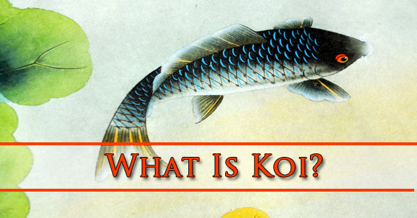 What Is Koi Phoenix AZ