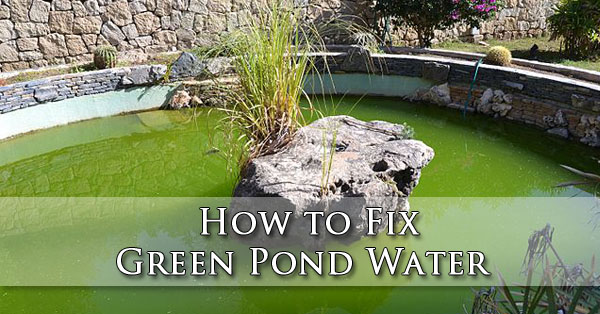 How to Fix Green Pond Water Phoenix AZ