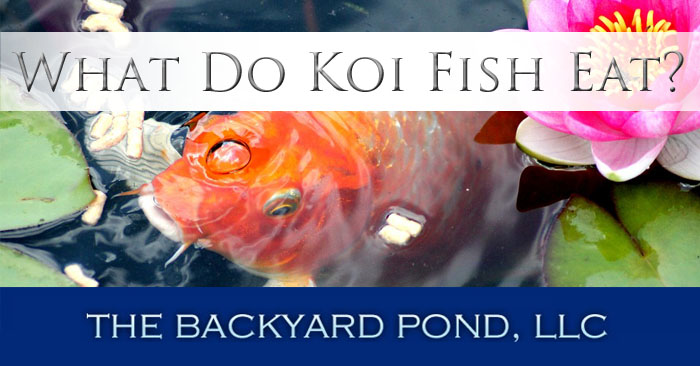 What Do Koi Fish Eat?