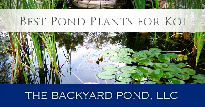 Best Pond Plants for Koi