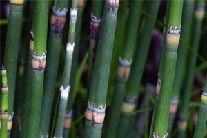 Horsetail in a Koi Pond