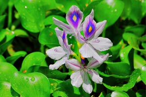 Water Hyacinth in a Koi Pond