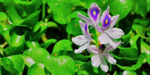 Koi Pond Plants