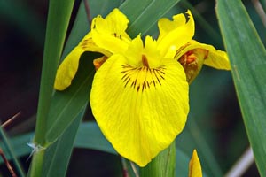 Water Iris in a Koi Pond