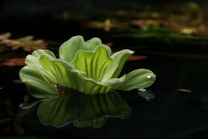 Water Lettuce in a Koi Pond