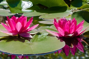 Growing Water Lilies