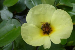 Water Poppy in a Koi Pond