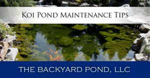 koi-pond-maintenance-tips