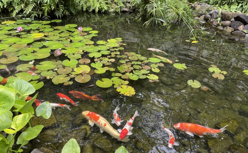 How Deep Should A Koi Pond Be