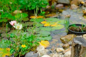 Pond Types