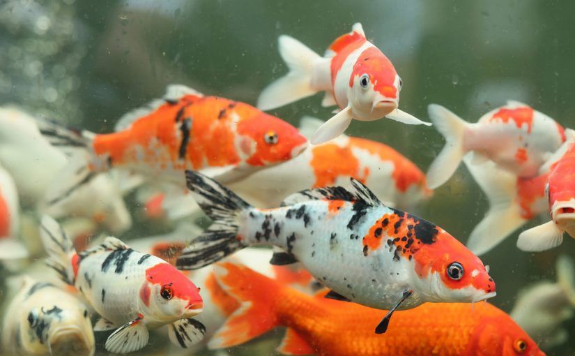 Are Koi Fish Carp